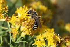Andrena braccata
