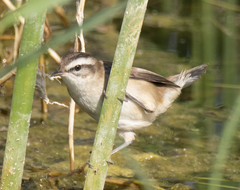 Acrocephalus melanopogon