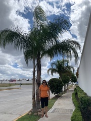 Arecaceae