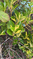 Euonymus japonicus