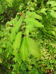 Prunus serotina