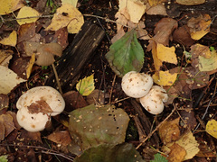 Hebeloma