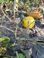 Cucurbita maxima maxima