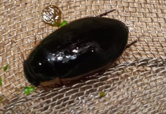 Dytiscus dimidiatus