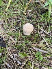 Lycoperdon echinatum