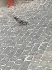 Columba livia domestica