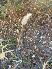 Setaria parviflora