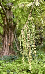 Metasequoia glyptostroboides