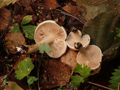 Hebeloma