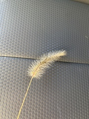 Setaria parviflora