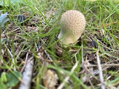 Lycoperdon echinatum