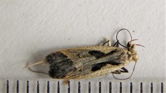 Dichomeris bilobella