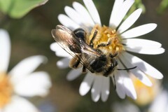Andrena braccata