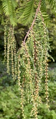 Metasequoia glyptostroboides