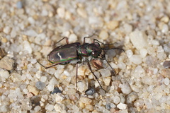 Cicindela purpurea