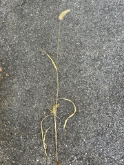 Setaria parviflora