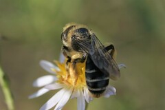 Andrena braccata