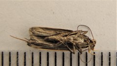 Dichomeris bilobella