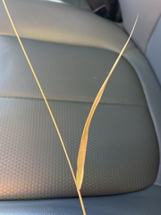 Setaria parviflora
