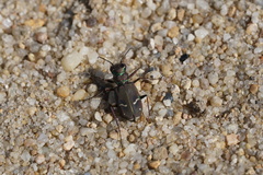 Cicindela purpurea