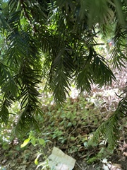 Taxus baccata