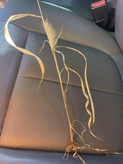 Setaria parviflora