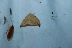 Drepana arcuata