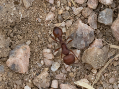 Pogonomyrmex barbatus