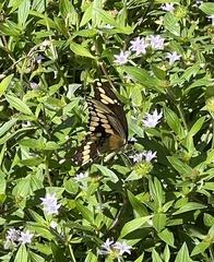 Heraclides cresphontes