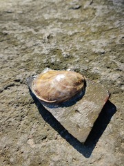 Mollusca