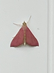 Pyrausta inornatalis