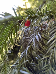 Taxus baccata