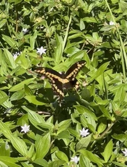 Heraclides cresphontes