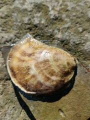 Mollusca