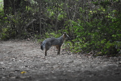 Urocyon cinereoargenteus townsendi