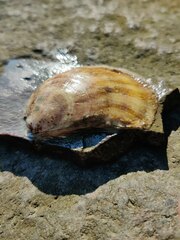 Mollusca