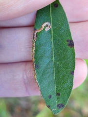 Stigmella betulicola