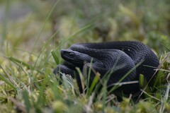 Vipera seoanei