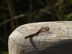 Sympetrum vulgatum