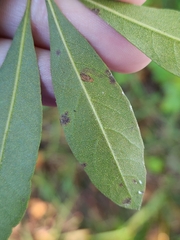 Stigmella betulicola