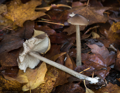 Entoloma hirtipes