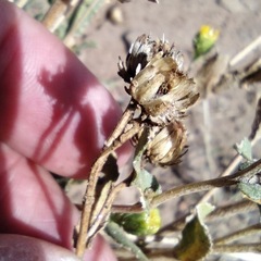Grindelia hallii