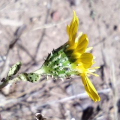 Grindelia hallii