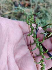 Suaeda maritima