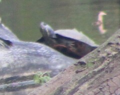Pseudemys rubriventris