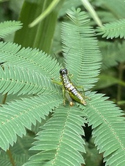 Chloropseustes