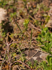 Bupleurum baldense