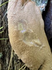 Tubifera