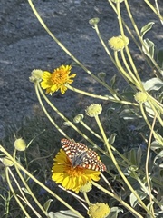 Euphydryas chalcedona hennei