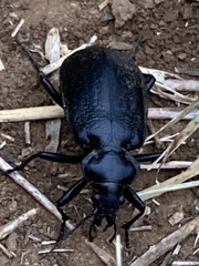 Calosoma marginale